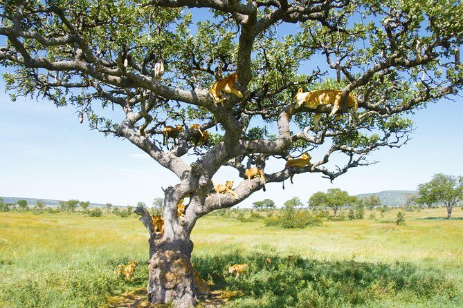 3 Day Private Safari in Serengeti and Ngorongoro National Park - The Practical Side: Transportation, Accommodation, and Value