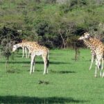 3 Day Private safari to Murchison Falls National Park with Big Five Experience - A Full Breakdown of the 3-Day Safari Experience