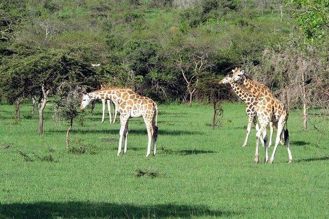 3 Day Private safari to Murchison Falls National Park with Big Five Experience - A Full Breakdown of the 3-Day Safari Experience