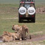 3 Day Private Serengeti Safari Tour with One Way Flight - Why This Tour Is Worth Considering