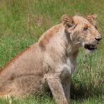 3 Day Private Tour in Maasai Mara with Lodge Luxury with Jeep - Why This Safari Works Well