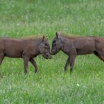 3-Day Private Tour in Tsavo West National Parks - What Reviewers Say