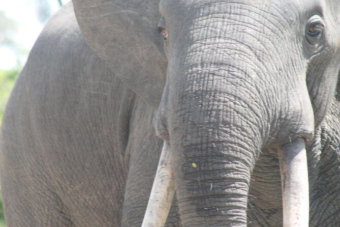 3-Day Queen Elizabeth and Chimpanzees-Join a Group! - The Transport & Group Size