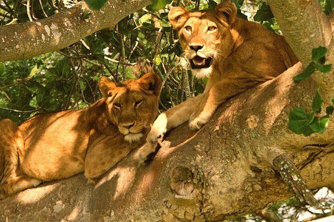 3-Day Queen Elizabeth safari - The Value of This Tour