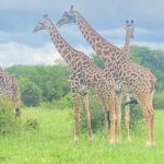 3 Day Safari Expedition from Arusha - Transportation, Guides, and Group Size