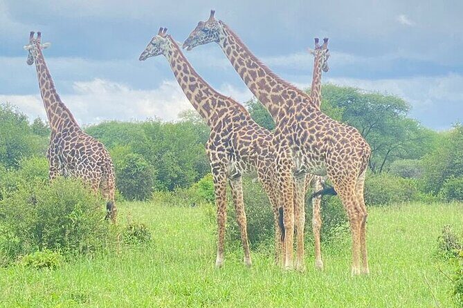 3 Day Safari Expedition from Arusha - Transportation, Guides, and Group Size