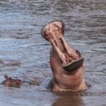 3 Day Safari from Arusha: Serengeti and Ngorongoro - Price & Value Analysis
