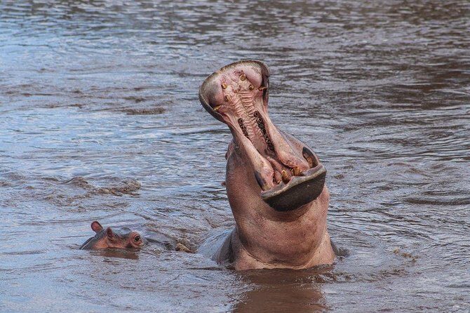 3 Day Safari from Arusha: Serengeti and Ngorongoro - Price & Value Analysis