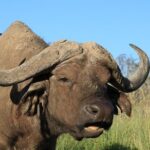 3-Day Safari in Serengeti & Ngorongoro(Mid-range) - Practical Details & Tips