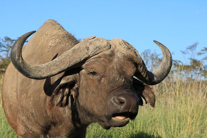 3-Day Safari in Serengeti & Ngorongoro(Mid-range) - Practical Details & Tips