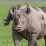 3 Day Safari to Serengeti National Park and Ngorongoro Crater - What’s Included and What’s Not?