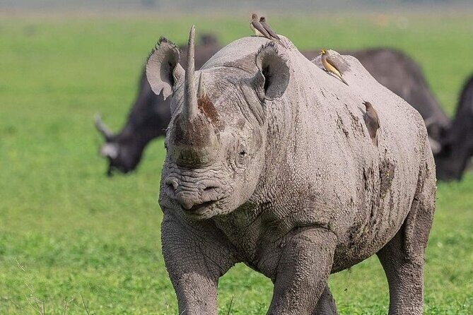 3 Day Safari to Serengeti National Park and Ngorongoro Crater - What’s Included and What’s Not?