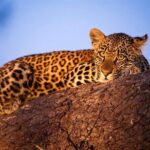 3-Day Safari Tour in two National Parks - The Sum Up: Is This Safari Worth It?