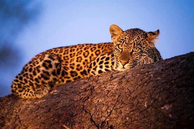 3-Day Safari Tour in two National Parks - The Sum Up: Is This Safari Worth It?