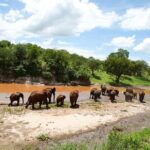 3-Day Safari Tour to Tarangire National Park, Lake Manyara National Park and Ngorongoro Crater from Arusha - The Benefits of This Safari Package