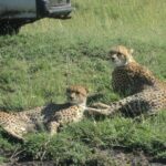 3-Day Safari Trip to Masai Mara National Reserve from Nairobi - What’s Included and What’s Not