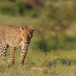 3-Day Samburu Luxury Safari - Value and Pricing Analysis
