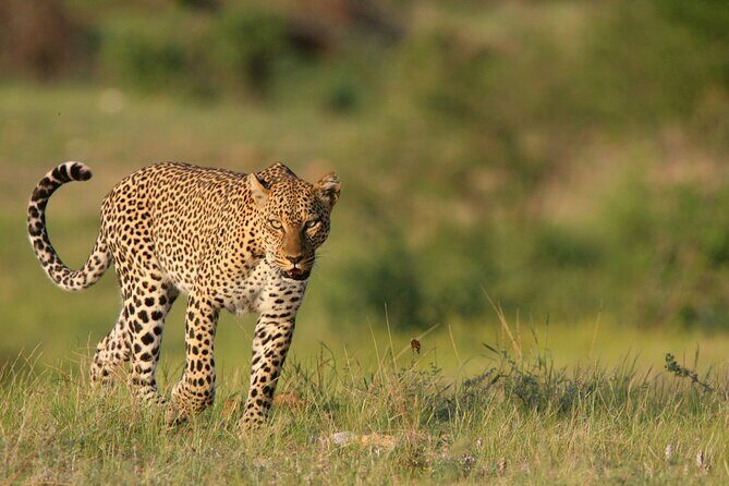 3-Day Samburu Luxury Safari - Value and Pricing Analysis