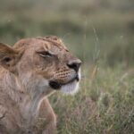 3-Day Selous Reserve mid-Range Safari - What Makes This Safari Stand Out?