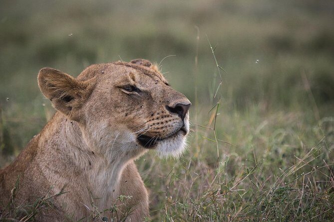 3-Day Selous Reserve mid-Range Safari - What Makes This Safari Stand Out?