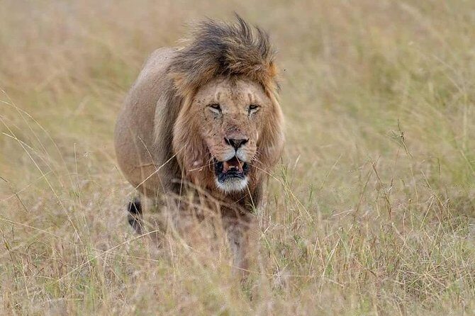 3-Day Serengeti NP & Ngorongoro Crater Safari - Authentic Insights from Reviews