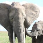 3-Day Sweetwaters: Ol Pejeta Conservancy Safari from Nairobi - The Value of the Tour