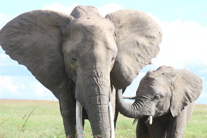 3-Day Sweetwaters: Ol Pejeta Conservancy Safari from Nairobi - The Value of the Tour