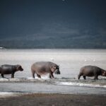 3 Day Tanzania Serengeti & Ngorongoro Crater Safari - Practical Aspects and Experience Quality