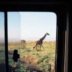 3-Day Tarangire, Lake Manyara and Ngorongoro - What Makes This Safari Stand Out?