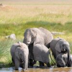 3 Day: Tarangire, Ngorongoro Crater and Lake Manyara N.P - Authentic Experiences from Past Travelers