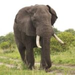 3-Day Tarangire, Ngorongoro Crater, Manyara Park - FAQ