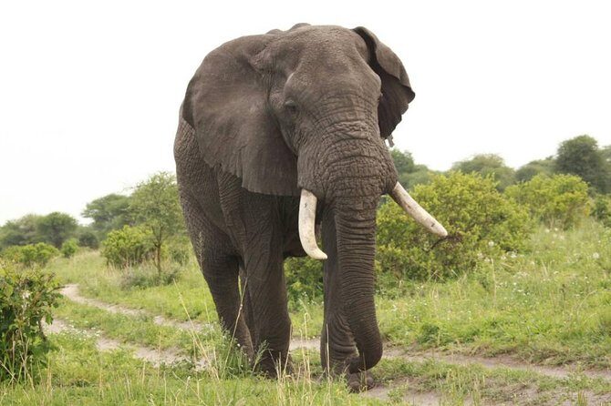 3-Day Tarangire, Ngorongoro Crater, Manyara Park - FAQ
