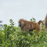 3-Day Tarangire, Ngorongoro & Manyara Best Tour & Safari - Who Is This Safari Best For?