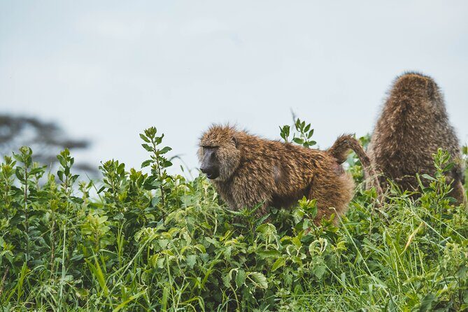 3-Day Tarangire, Ngorongoro & Manyara Best Tour & Safari - Who Is This Safari Best For?