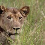 3-Day Tarangire NP, Manyara NP & Ngorongoro Crater - What’s Included and What’s Not