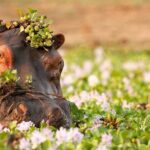 3-Day Taste of Tanzania Safari (Tarangire National park and Ngorongoro Crater) - Value for Money