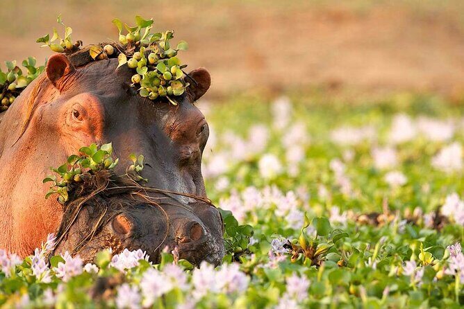 3-Day Taste of Tanzania Safari (Tarangire National park and Ngorongoro Crater) - Value for Money