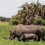 3-Day Tour in Murchison Falls Safari & Rhino Tracking - Authentic Experiences and Unique Highlights