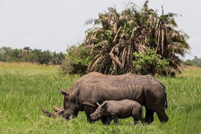 3-Day Tour in Murchison Falls Safari & Rhino Tracking - Authentic Experiences and Unique Highlights