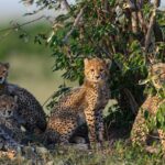 3 Day tour Tarangire, Ngorongoro crater & Lake Manyara - Practical Details and What You Can Expect