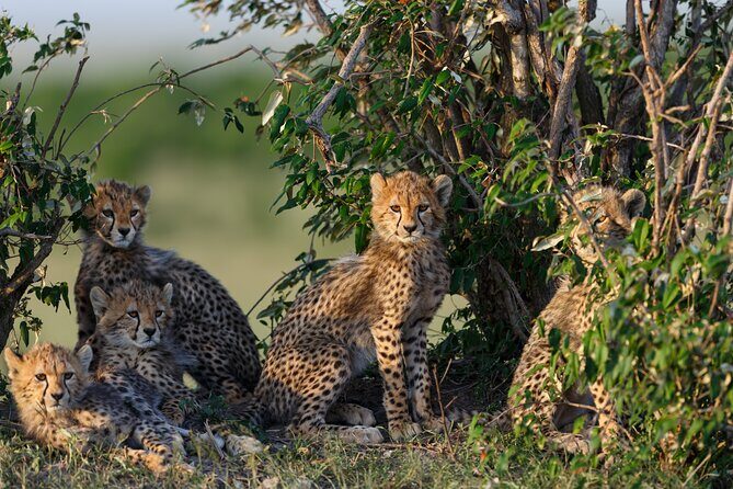 3 Day tour Tarangire, Ngorongoro crater & Lake Manyara - Practical Details and What You Can Expect