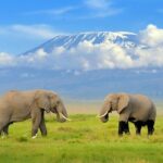 3 Day Tour to Amboseli Tsavo West & East to Mombasa/Diani/Nairobi - Value for Money: Is It Worth the Price?