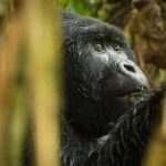 3-Day Tour to Uganda - Gorilla Trekking Bwindi Forest - The Logistics: What You Need to Know