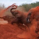 3-Day Tsavo East and Tsavo West Safari - Detailed Breakdown of the Itinerary