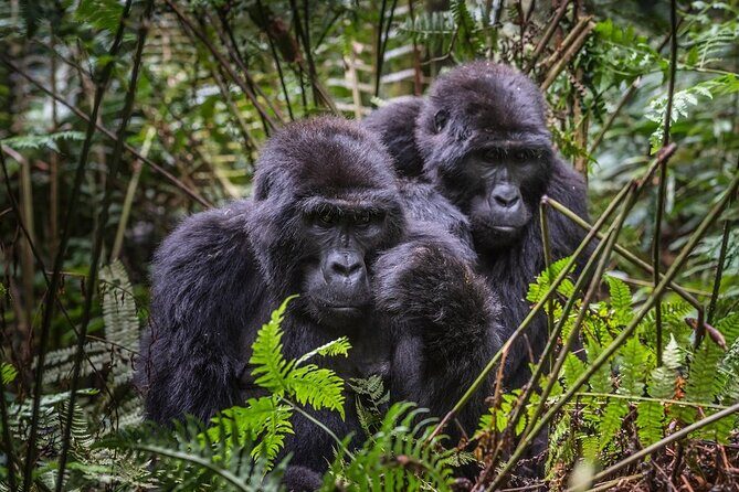 3-Day Uganda Gorilla Trekking Safari - Detailed Review of the Tour