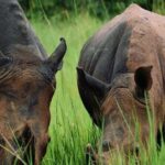 3-Day Ultimate Big Five Safari - Murchison Falls & Rhinos - Whats Included and What to Consider
