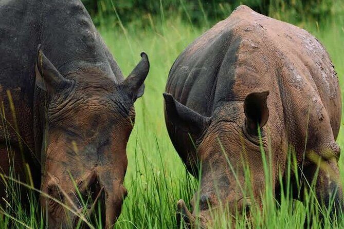3-Day Ultimate Big Five Safari - Murchison Falls & Rhinos - Whats Included and What to Consider