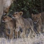 3 Day Wilderness Trail: Moremi, Khwai & East Okavango Delta - WildCamping Safari - Final Thoughts: Who Will Love This Tour?