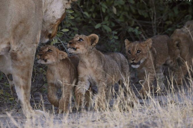 3 Day Wilderness Trail: Moremi, Khwai & East Okavango Delta - WildCamping Safari - Final Thoughts: Who Will Love This Tour?