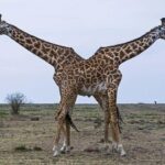 3-Days 2 Night Amazing Amboseli Experience. - What Travelers Say: Authentic Insights